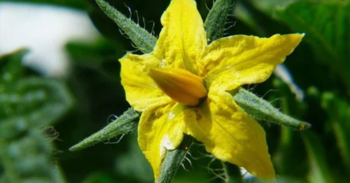 Tomato Bloom Up Close