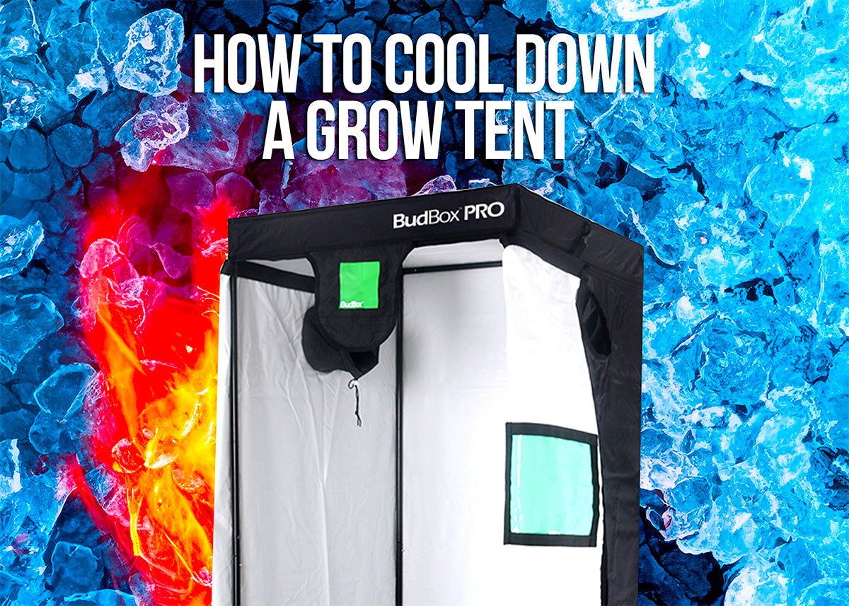 How to Cool Down a Grow Tent