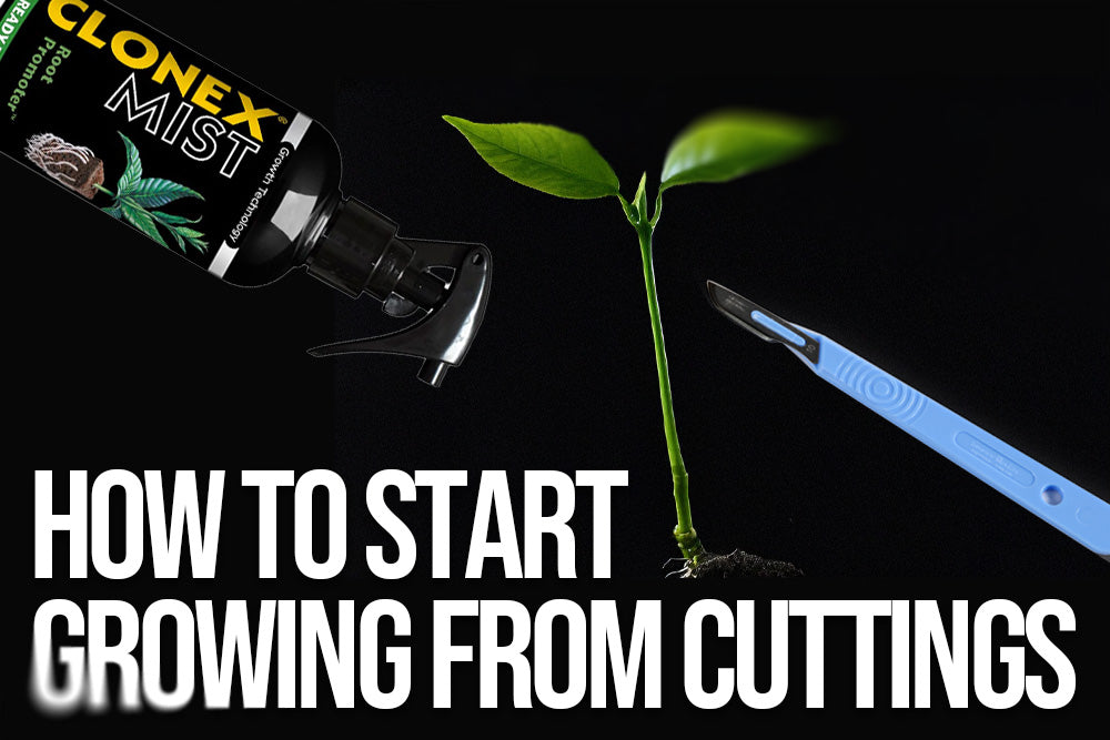 How to Start Growing from Cuttings