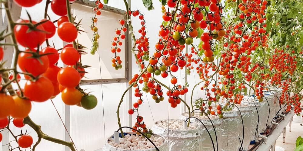 Tomato Horticulture