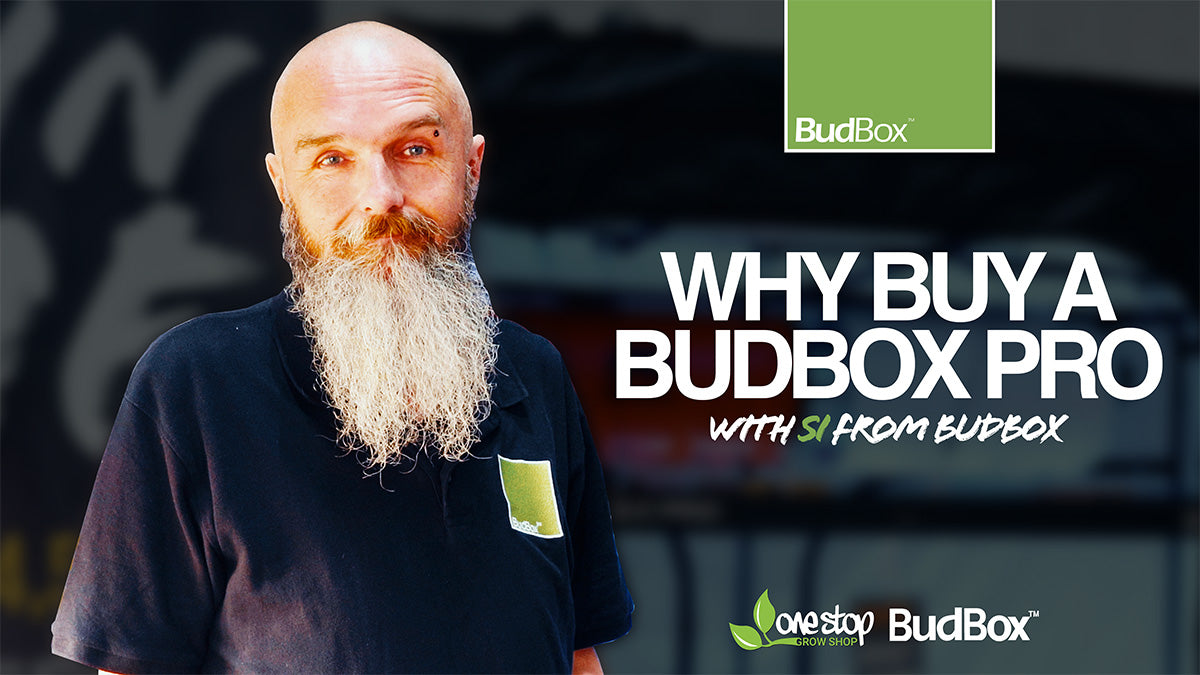 Best Grow Tent: Why Choose BudBox for Your Indoor Garden